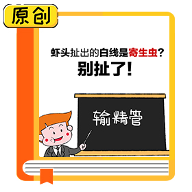 蝦頭扯出的白線是寄生蟲(chóng)？別扯了！ (3)